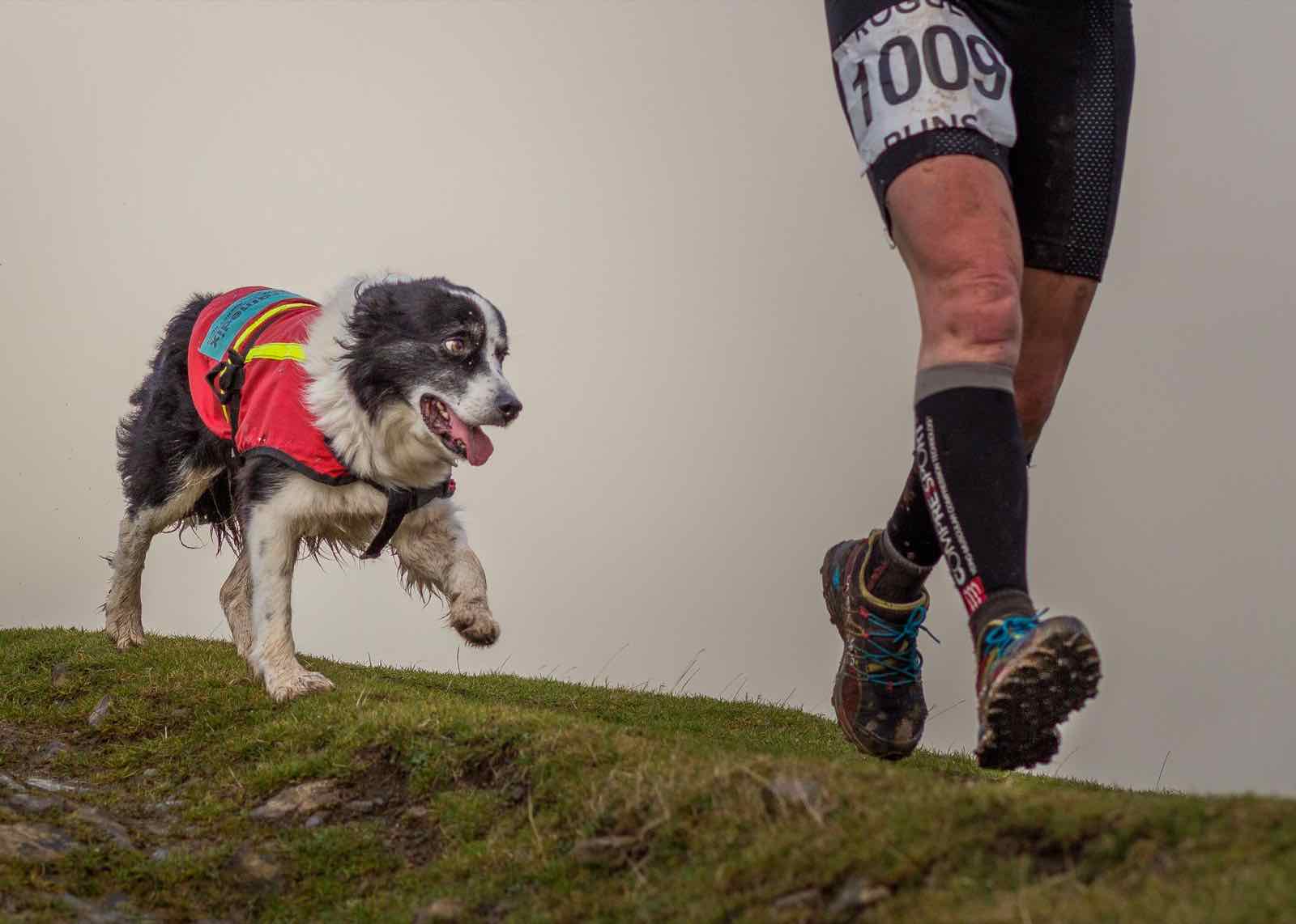 A runner and a fell-running dog crossing open hillside