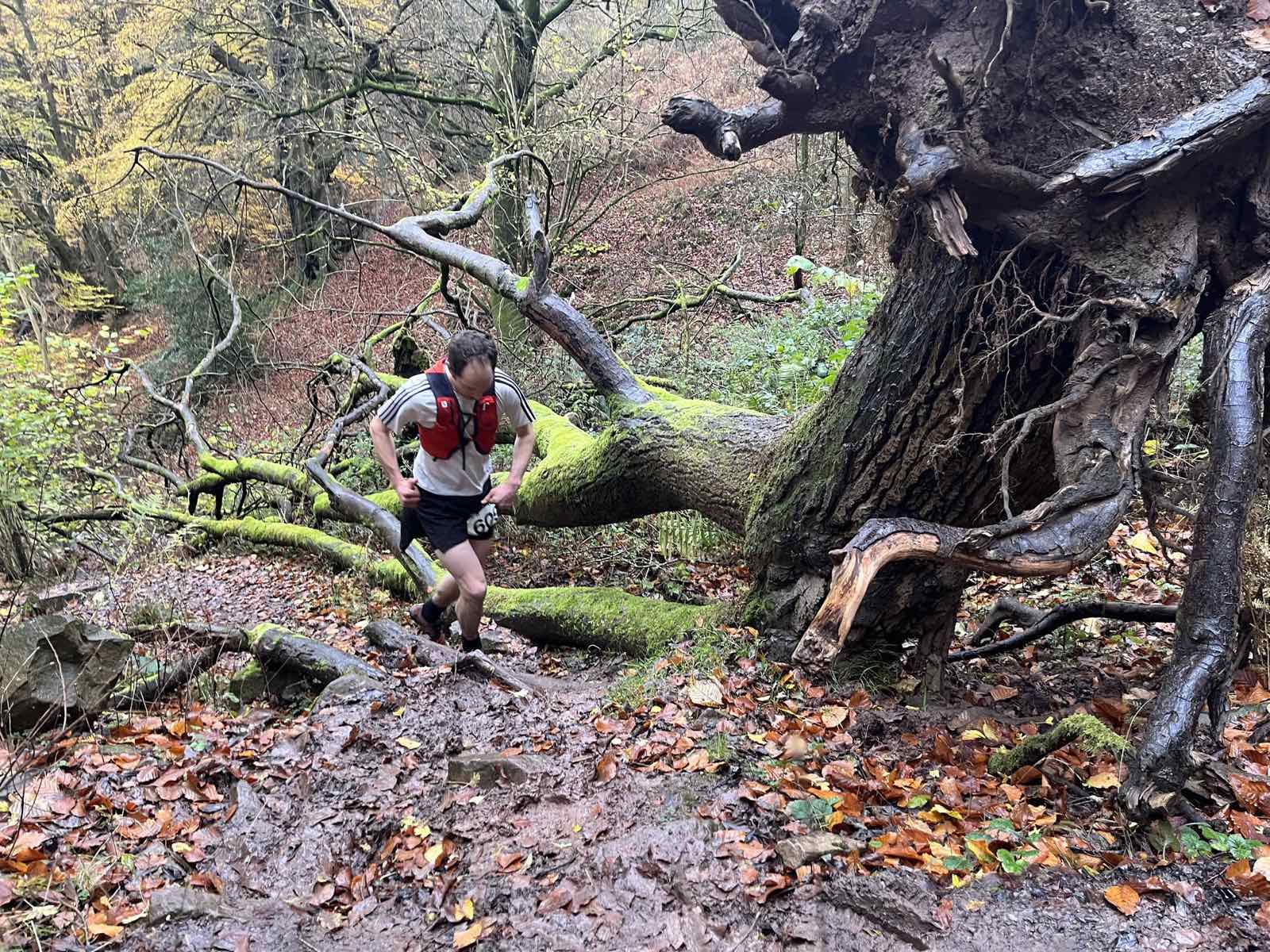 A runner negotiating roots, mud and fallen timber on the wooded route